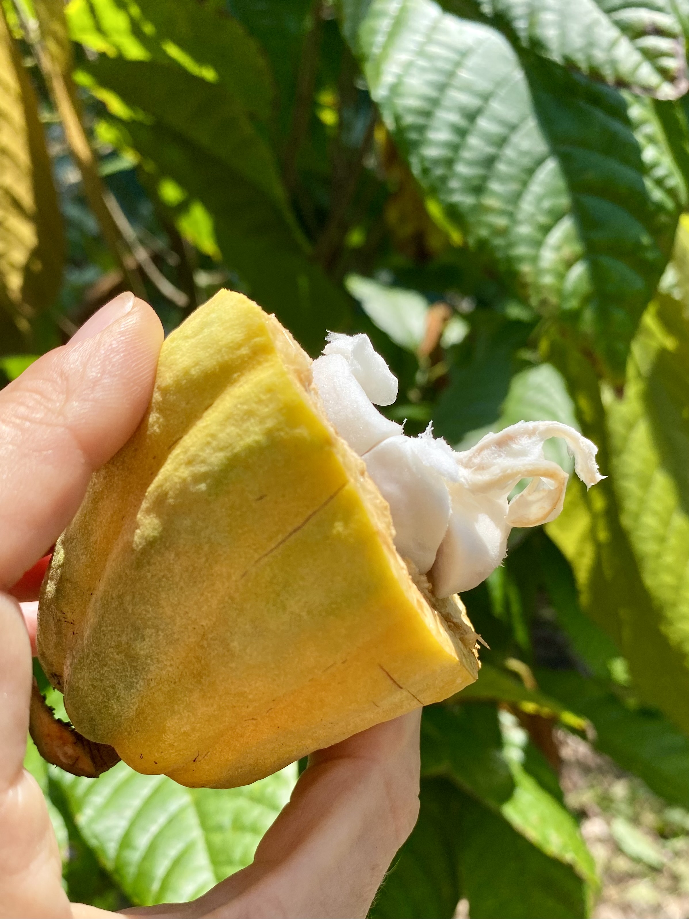 Inside a cocoa pod