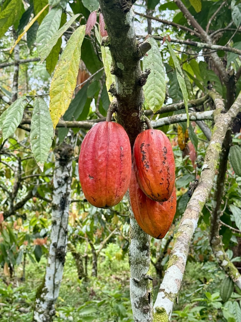 Cocoa pods waiting for harvest